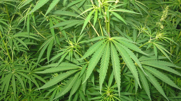 Mnet 171452 Cannabis Marijuana