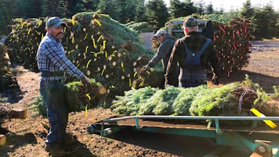 In this Dec. 5, 2019 photo, workers — most of them from Mexico — load Christmas trees onto a truck at Hupp Farms in Silverton, Ore. On Wednesday, Dec. 11, 2019, the U.S. House passed a bill that would loosen restrictions on hiring foreign agricultural workers and create a path to citizenship for more than 1 million farm workers estimated to be in the country illegally. The bill's fate in the Senate is unclear, and the White House hasn't said if President Donald Trump would sign it. But the 260-165 vote was a rare stroke of bipartisanship on immigration.