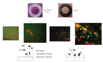 Figure D: The images above show the comparison of microbial growth under a fluorescence microscope (living organisms appear green, dead particles appear red).