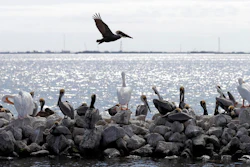 Pelicans sit on man made rock revetment on Queen Bess Island in Barataria Bay, La., Monday, Feb. 3, 2020. The island that provides a crucial nesting ground for pelicans and other seabirds is being restored to nearly its former size after decades of coastal erosion and the devastating blow of an offshore oil spill 10 years ago.