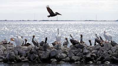 Pelicans sit on man made rock revetment on Queen Bess Island in Barataria Bay, La., Monday, Feb. 3, 2020. The island that provides a crucial nesting ground for pelicans and other seabirds is being restored to nearly its former size after decades of coastal erosion and the devastating blow of an offshore oil spill 10 years ago.