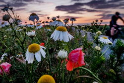 A man rides his bike along banks of flowers.