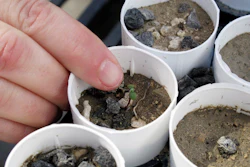 A plant ecologist points to a tiny Tiehm's buckwheat.