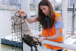 Francisca Ribeiro, University of Exeter