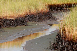A ribbon of oil lines the bottom stalks of marsh grass.