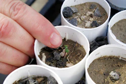 A plant ecologist at the University of Nevada, Reno, points to a tiny Tiehm's buckwheat that has sprouted at a campus greenhouse in Reno, Nevada.