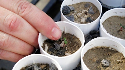 A plant ecologist at the University of Nevada, Reno, points to a tiny Tiehm's buckwheat that has sprouted at a campus greenhouse in Reno, Nevada.