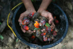 A little girl holds palm oil fruit collected from a plantation in Sumatra, Indonesia.