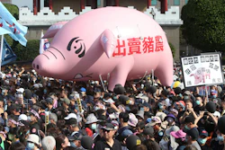 People hold a pig model with a slogan 'Betraying pig farmers' during a protest in Taipei, Taiwan on Sunday, Nov. 22.