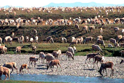 Caribou from the Porcupine Caribou Herd migrate onto the coastal plain of the Arctic National Wildlife Refuge in northeast Alaska.