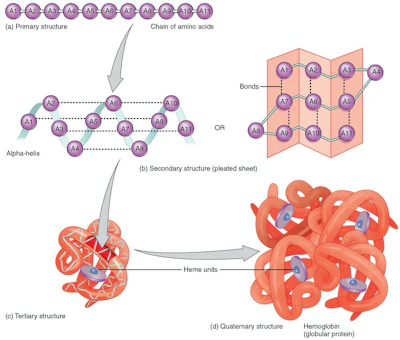 A chain of amino acids goes through several folding steps, which occurs through hydrogen bonds between amino acids in different regions of the protein, before arriving at the final structure. The example shown here is hemoglobin, a protein in red blood cells that transports oxygen to body tissues. Anatomy & Physiology, Connexions website, CC BY