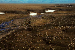 This undated aerial file photo provided by U.S. Fish and Wildlife Service shows a herd of caribou on the Arctic National Wildlife Refuge in northeast Alaska.