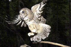 In this May 8, 2003, file photo, a Northern Spotted Owl flies after an elusive mouse jumping off the end of a stick in the Deschutes National Forest near Camp Sherman, Ore. The Trump administration has slashed more than 3 million acres of protected habitat for the northern spotted owl in Oregon, Washington and northern California, much of it in prime timber locations in Oregon's coastal ranges. Environmentalists are accusing the U.S. Fish and Wildlife Service under President Donald Trump of taking a 'parting shot' at protections designed to help restore the threatened owl species.