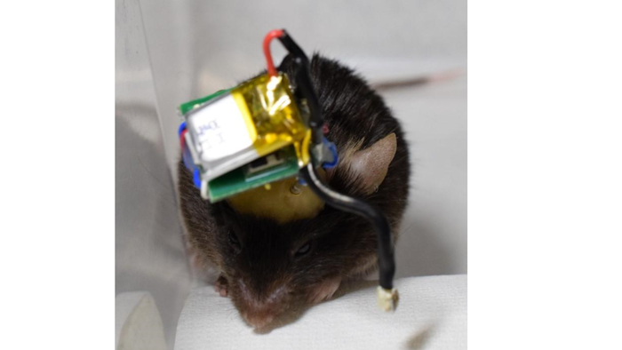 Mouse with a head-mounted Bluetooth wireless system that transmits neuronal signals from cortex implanted microneedle electrodes.