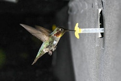 Hummingbird in an experimental setup drinking sugar water from a fake flower.