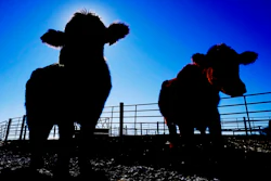 Cows stand in a pen at the Vaughn Farms cattle operation on March 2 near Maxwell, Iowa.