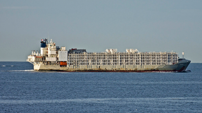 In this April 6, 2019 file photo, the 11,947-ton Gulf Livestock 1 cargo vessel sails through Port Phillip heading into Bass Strait off Australia's Victoria state coast, Australia.