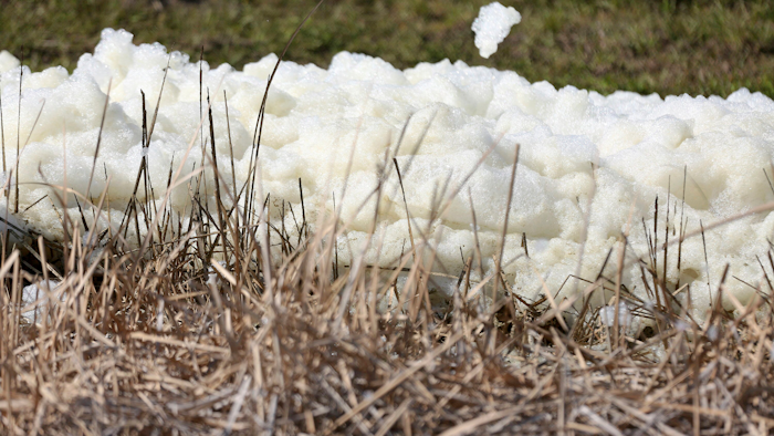 An unidentified foam collects on reeds where effluent flows from a pipe into a drainage ditch at Port Manatee South Gate on Tuesday, April 6, 2021, in Palmetto, FL.