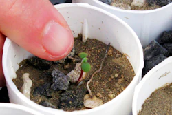 Tiehm's buckwheat sprout at a greenhouse in Reno, Nevada, Feb. 10, 2020.