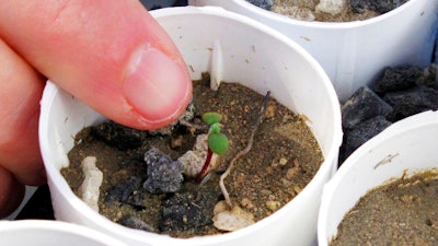 Tiehm's buckwheat sprout at a greenhouse in Reno, Nevada, Feb. 10, 2020.