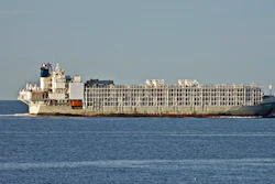 In this April 6, 2019 file photo, the 11,947-ton Gulf Livestock 1 cargo vessel sails through Port Phillip heading into Bass Strait off Australia's Victoria state coast, Australia.