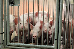 Pigs with human immune systems.