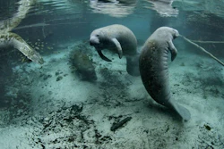 Red tide in recent years has killed large numbers of Florida’s manatees, a threatened species.