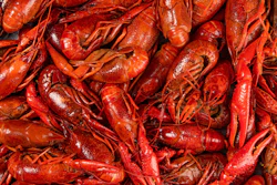 Crawfish I Stock 1268431060