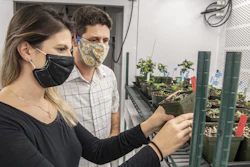 Eloisa Vendemiatti, a postdoctoral researcher at WVU, and Vagner Benedito, associate professor of biochemical genetics, observe tomato plants at the WVU Greenhouse. They're working to develop an insecticide-resistant trait to the domesticated tomato.