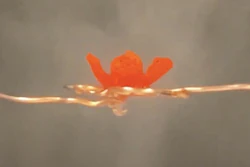 A 3D-printed flower demonstrates the qualities of a multi-functional printing gel that responds to moisture.