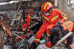 Rescue workers using sniffer dogs to search for survivors in the aftermath of a gas explosion in Shiyan city, China, June 13, 2021.