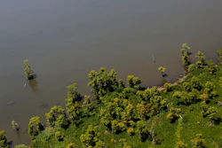 Cypress trees near the rapidly receding shoreline of Lake Salvador in Jefferson Parish, La., June 3, 2011.