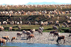 Alaska Wildlife Drilling Ap
