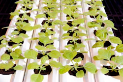 This Sept 10, 2021, photo provided by Medicago, shows a tray of N. Benthamiana sprouts inside a Medicago greenhouse, in Quebec City. On Tuesday, Dec. 7, 2021, the Canadian drugmaker says its plant-based COVID-19 vaccine showed strong protection against the coronavirus.