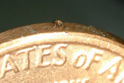 Smaller than a flea, a single crab robot stands on the edge of a coin.