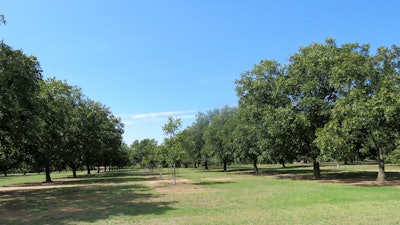 Pecan grove.