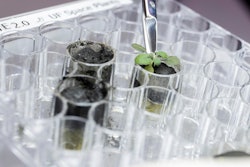 For the first time, scientists have used lunar soil collected by long-ago moonwalkers to grow plants, with results promising enough that NASA and others already are envisioning hothouses on the moon for the next generation of lunar explorers.