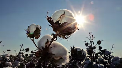 A cotton field in Lubbock, Texas.