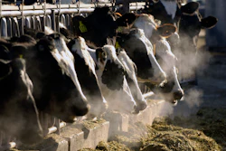 Dairy cows feed through a fence at a farm outside Jerome, Idaho.