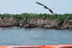 Brown pelicans are shown perching in mangrove bushes damaged by oil on Queen Bess Island in Louisiana's Barataria Bay, June 21, 2010.
