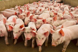 Pig Farm I Stock 1289625736