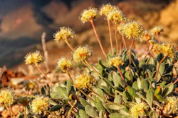 In this photo provided by the Center for Biological Diversity, Tiehm's buckwheat grows in the high desert in the Silver Peak Range of western Nevada about halfway between Reno and Las Vegas, in June 2019, where a lithium mine is planned.