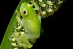 This photo provided by researchers in December 2022 shows a glass frog, strict leaf dwelling frogs, that sleep, forage, fight, mate, and provide (male) parental care on leaves over tropical streams. Some frogs found in South and Central America have the rare ability to turn on and off their nearly transparent appearance, researchers report Thursday, Dec. 22, 2022, in the journal Science.