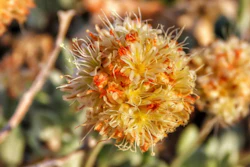 This photo provided by the Center for Biological Diversity taken in June 2019, in the Silver Peak Range of western Nevada about halfway between Reno and Las Vegas shows Tiehm's buckwheat growing in the high desert where a lithium mine is planned.
