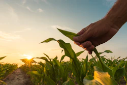 Corn Growing Ethanol Istock