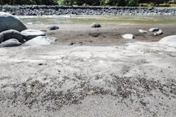 Pieces of rubber from Astroturf used in a retrofit of Electron Hydropower Project are found on the banks of the Puyallup River 14 miles down from the dam. Electron Hydropower Project on the Puyallup River coming from Mt. Rainier in the backround. It's killing fish and polluting Puget Sound with rubber and plastic debris from a recent retrofit in which old Astroturf was used as a liner for the project.