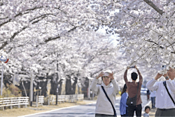 Visitors take photos of cherry blossoms in Tomioka town, Fukushima prefecture, Japan Saturday, April 1, 2023.