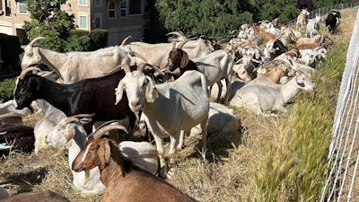Goats graze on dry grass next to a housing complex in West Sacramento, Calif., May 17, 2023.