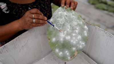 Arcelia Garcia gently scrapes off tiny female insects known as Dactylopius coccus from a nopal cactus pad, inside her family's greenhouse in San Francisco Tepeyacac, east of Mexico City, Thursday, Aug. 24, 2023.