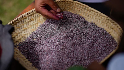 Mayeli Garcia inspects dried, crushed tiny female insects known as Dactylopius coccus, at the family's cochineal farm in San Francisco Tepeyacac, east of Mexico City., Thursday, Aug. 24, 2023.